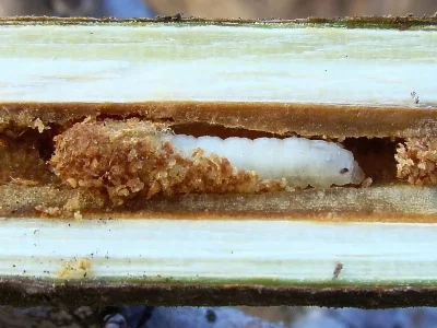 Synanthedon andrenaeformis