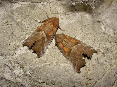 Scoliopteryx libatrix