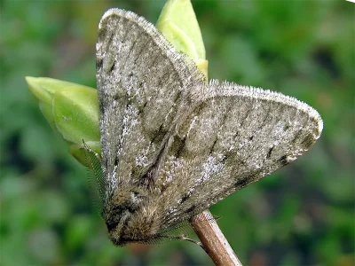 Phigalia pilosaria