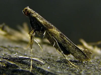 Caloptilia falconipennella