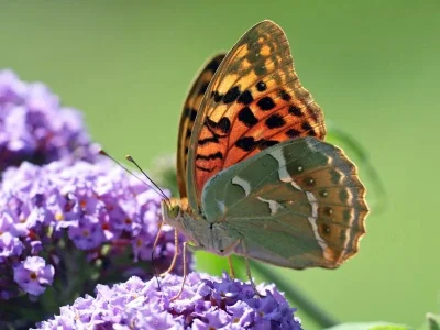 Argynnis (Pandoriana) pandora