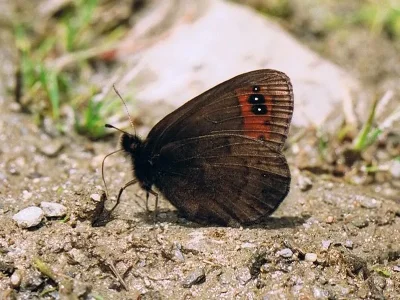 Erebia triarius