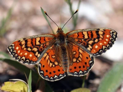 Euphydryas (Eurodryas) desfontainii