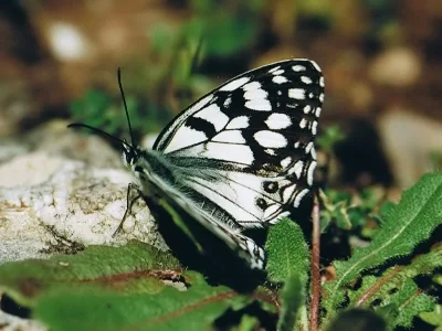 Melanargia (Argeformia) ines