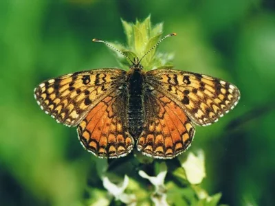 Melitaea aetherie