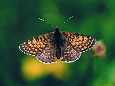 Melitaea cinxia