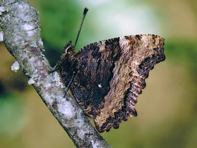 Nymphalis (Nymphalis) polychloros