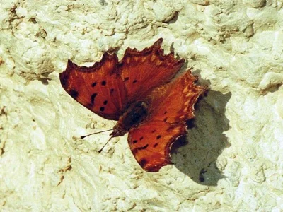 Polygonia egea