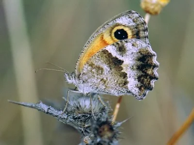 Pyronia (Idata) cecilia