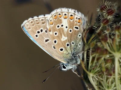 Polyommatus (Lysandra) bellargus