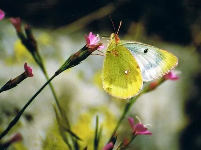 Colias phicomone