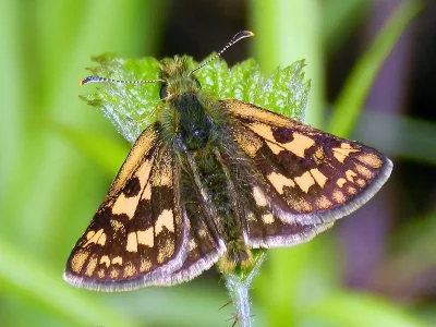 Carterocephalus palaemon