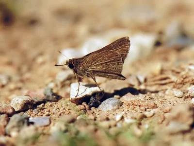 Gegenes pumilio