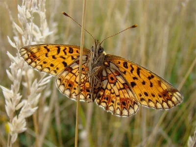 Boloria (Clossiana) selene