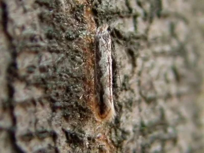 Phyllonorycter issikii