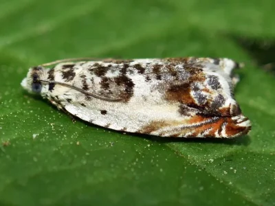 Ancylis laetana