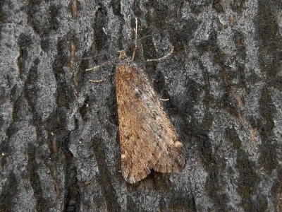 Alsophila aescularia