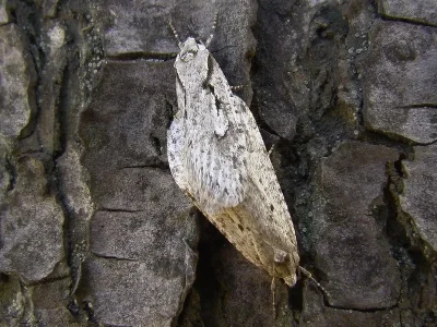 Semioscopis avellanella