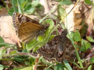 Erynnis tages