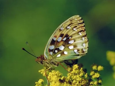 Argynnis (Speyeria) aglaja