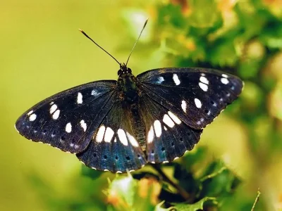 Limenitis reducta