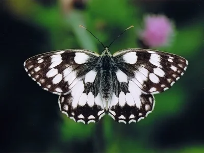 Melanargia (Melanargia) galathea