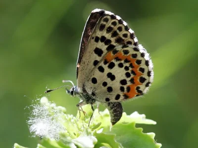 Scolitantides (Scolitantides) orion
