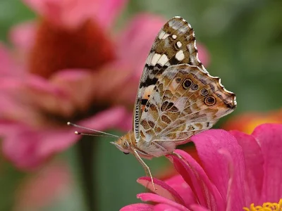 Vanessa cardui