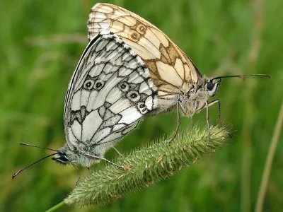 Melanargia (Melanargia) galathea