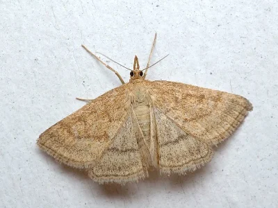 Psammotis pulveralis