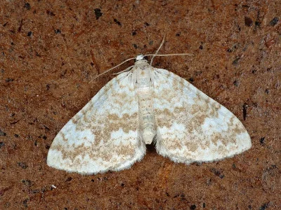 Perizoma flavofasciata