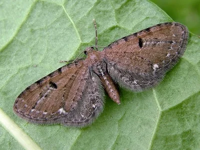 Eupithecia assimilata