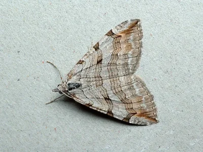 Aplocera plagiata