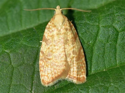 Aleimma loeflingiana