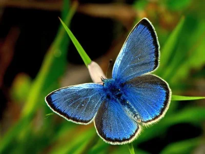 Glaucopsyche alexis