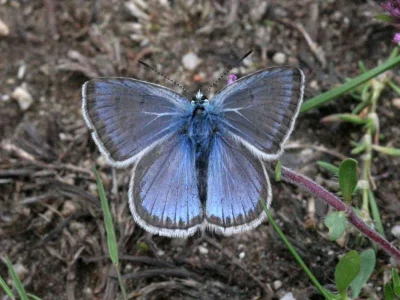Polyommatus (Polyommatus) eroides