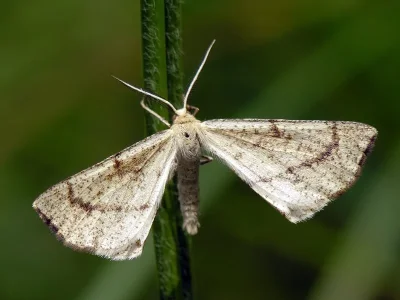 Hypoxystis pluviaria