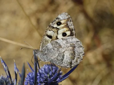 Chazara (Chazara) briseis