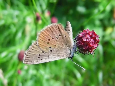 Phengaris nausithous