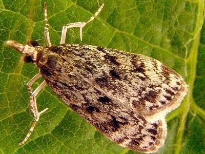 Eudonia truncicolella