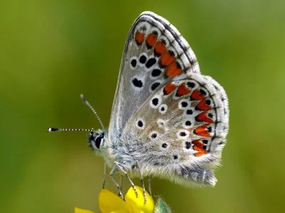 Aricia (Aricia) agestis