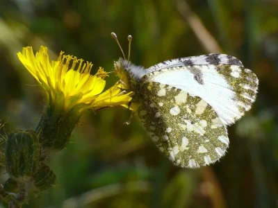 Euchloe (Euchloe) insularis