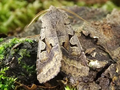 Orthosia (Semiophora) gothica