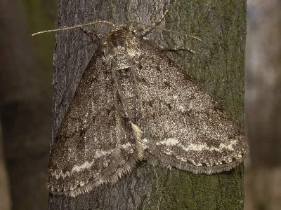 Ectropis crepuscularia