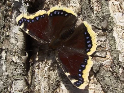 Nymphalis (Nymphalis) antiopa