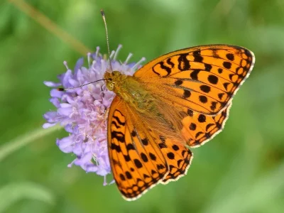 Argynnis (Fabriciana) adippe