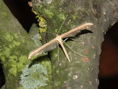 Emmelina monodactyla