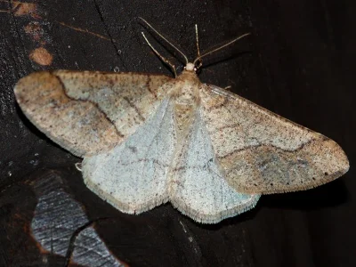 Agriopis marginaria