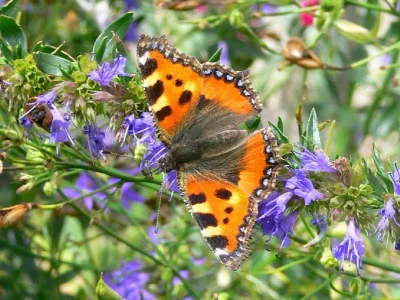 Aglais urticae