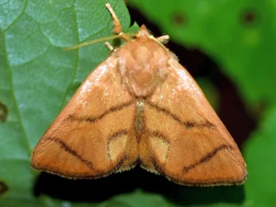 Apoda limacodes